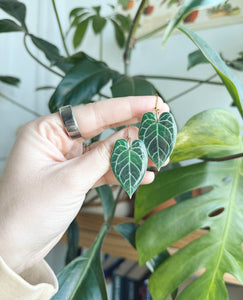 ANTHURIUM CRYSTALLINUM